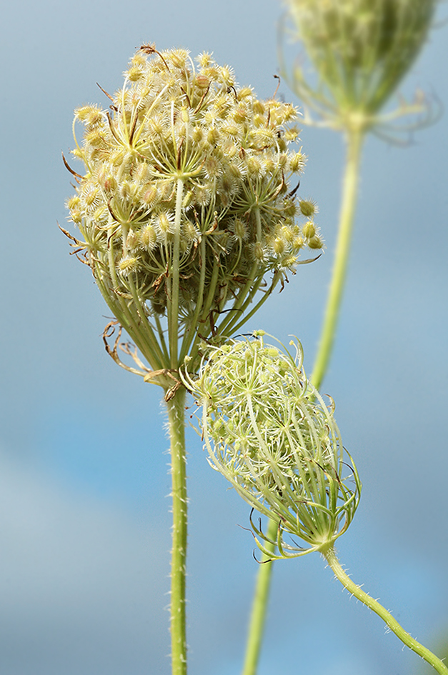 Image of Daucus carota specimen.