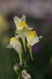 Linaria vulgaris