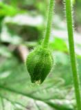 Stellaria nemorum