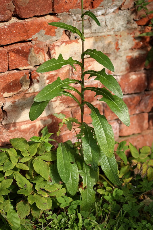 Изображение особи Sonchus arvensis.