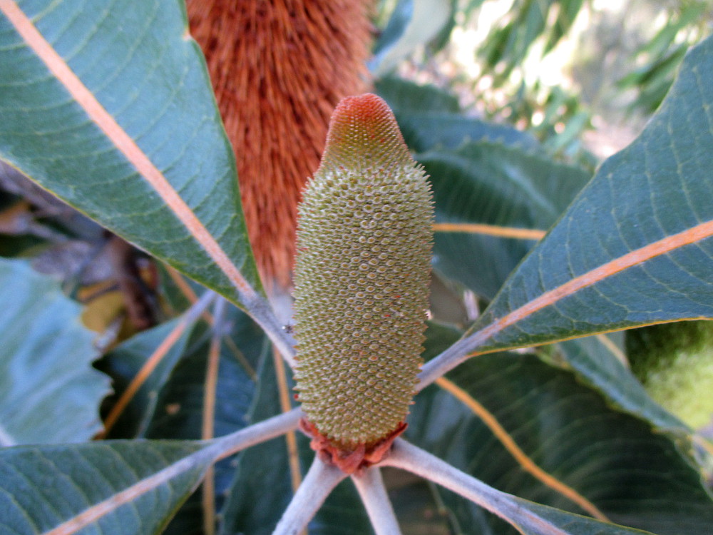 Изображение особи Banksia robur.