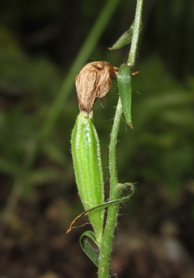 Image of Cephalanthera rubra specimen.