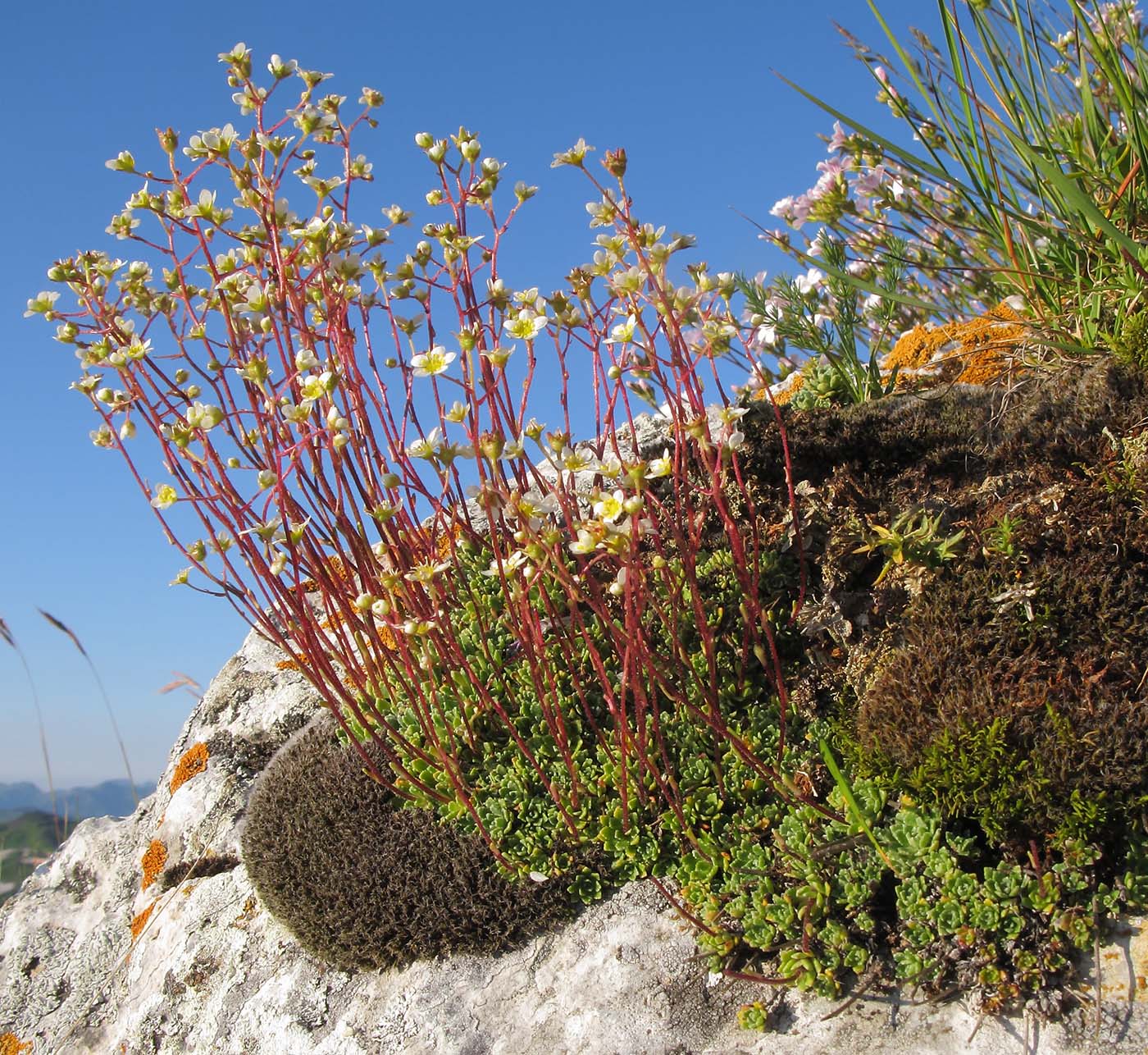 Image of Saxifraga cartilaginea specimen.