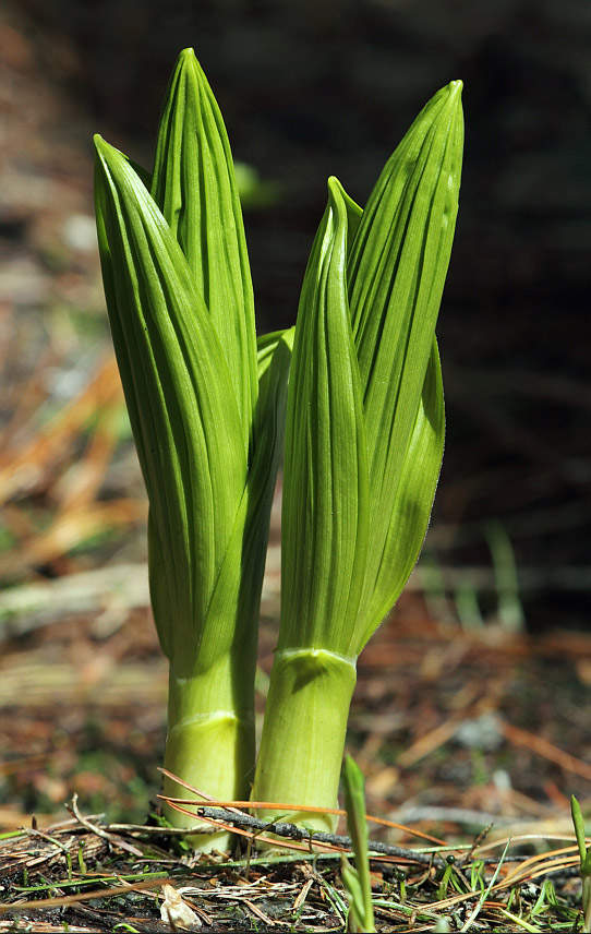 Image of Veratrum lobelianum specimen.