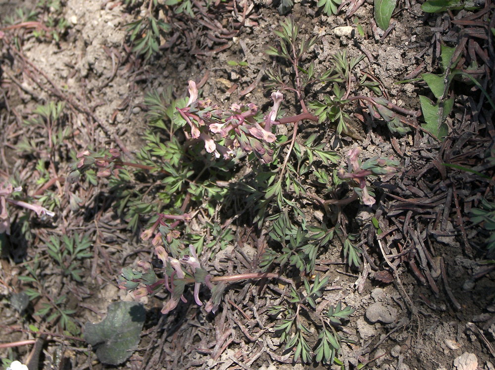 Изображение особи Corydalis wendelboi ssp. congesta.