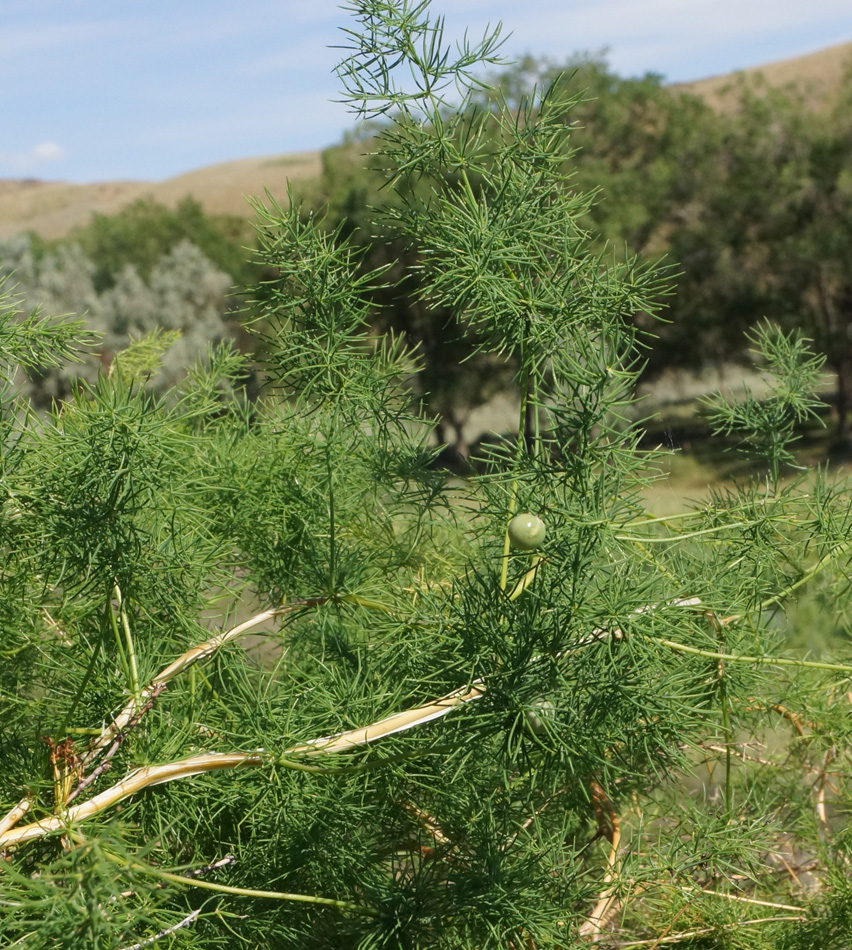 Изображение особи Asparagus neglectus.