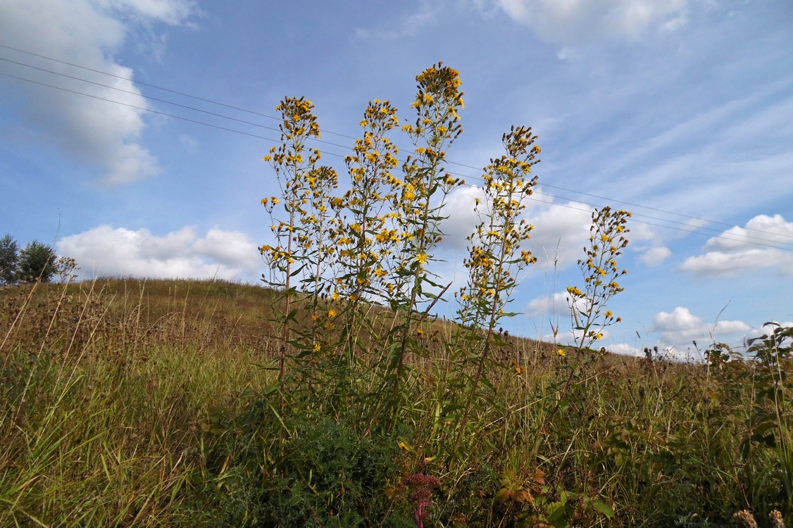 Image of Hieracium umbellatum specimen.