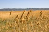 Phragmites australis