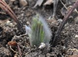 Pulsatilla vulgaris