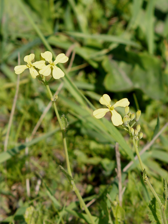 Изображение особи Raphanus raphanistrum.