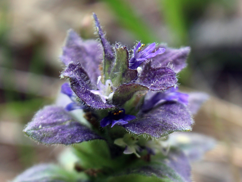 Изображение особи Ajuga pyramidalis.