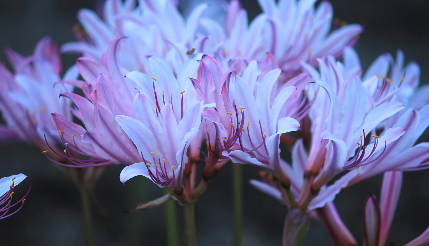 Image of Lycoris squamigera specimen.