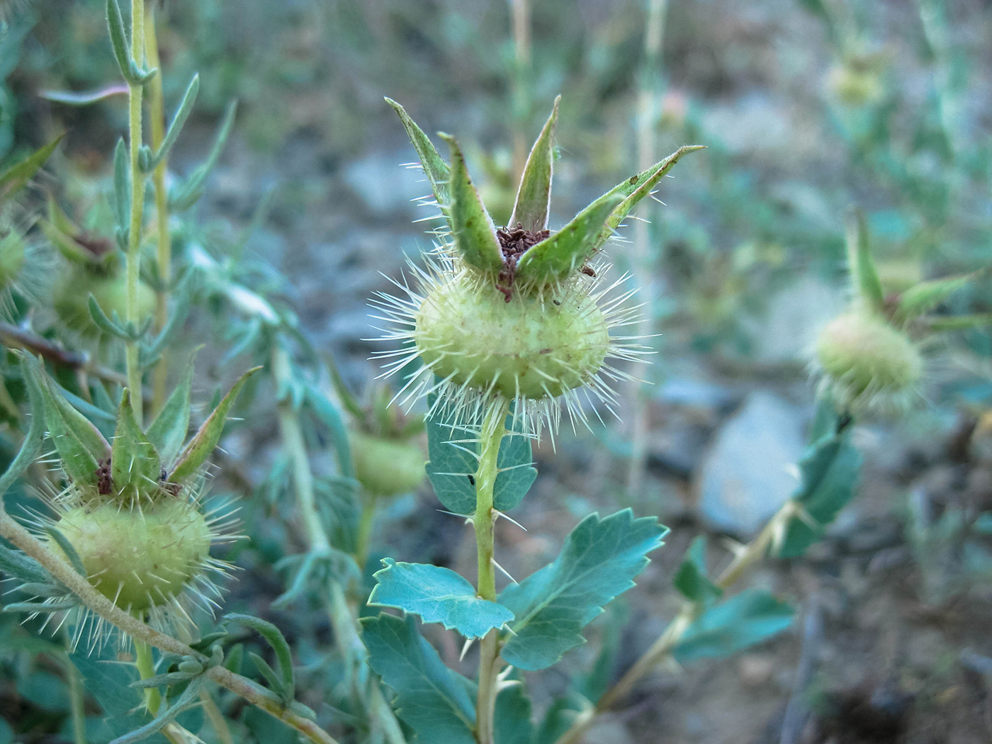 Image of Rosa berberifolia specimen.