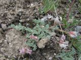 Oxytropis alajica