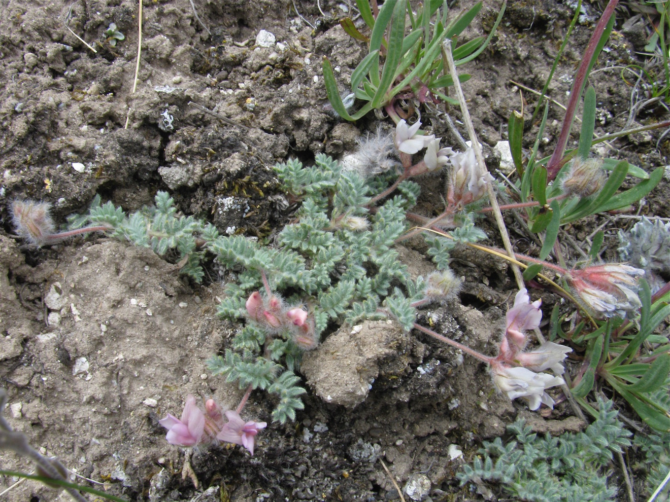 Изображение особи Oxytropis alajica.