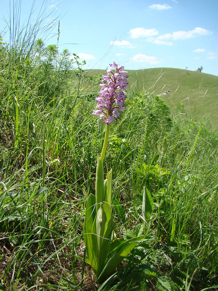 Изображение особи Orchis militaris.