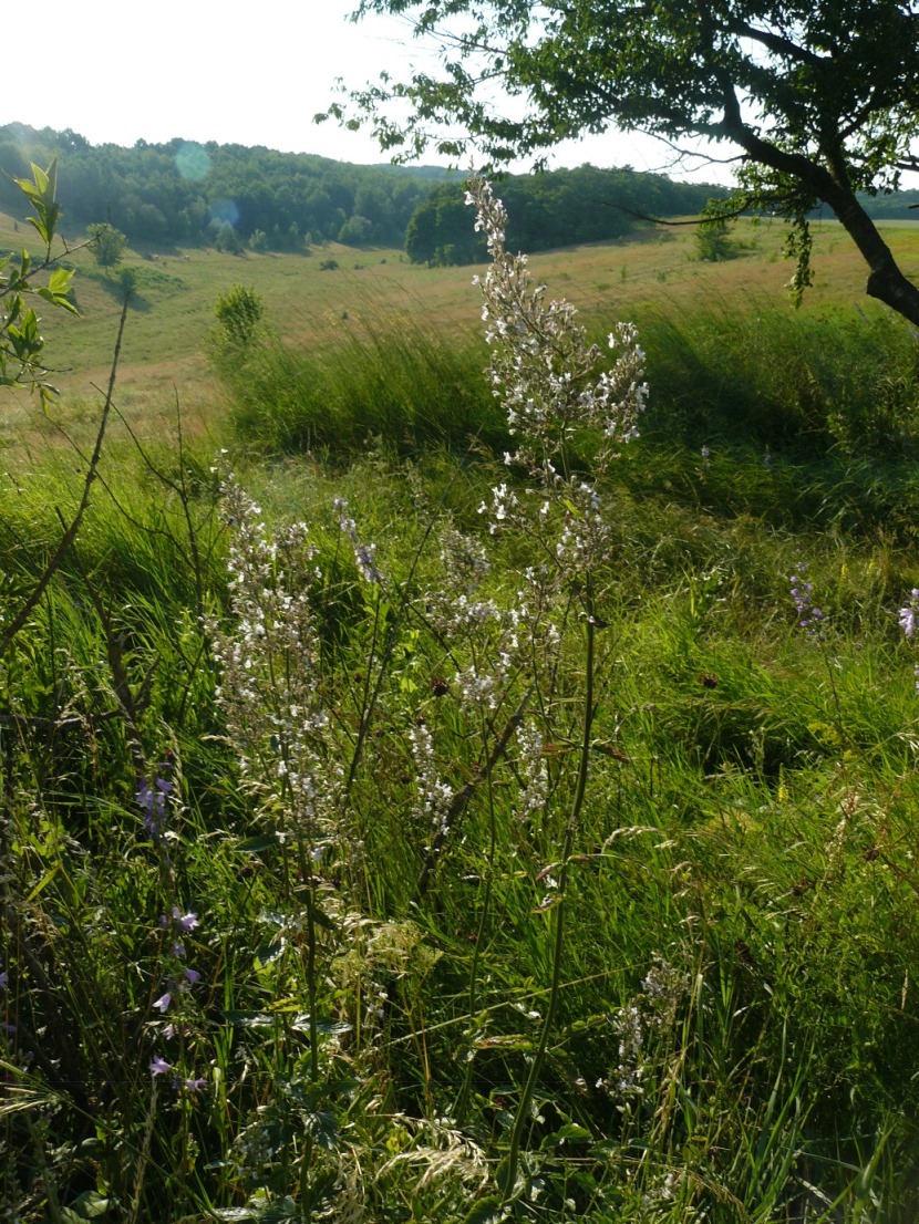 Image of Nepeta nuda specimen.