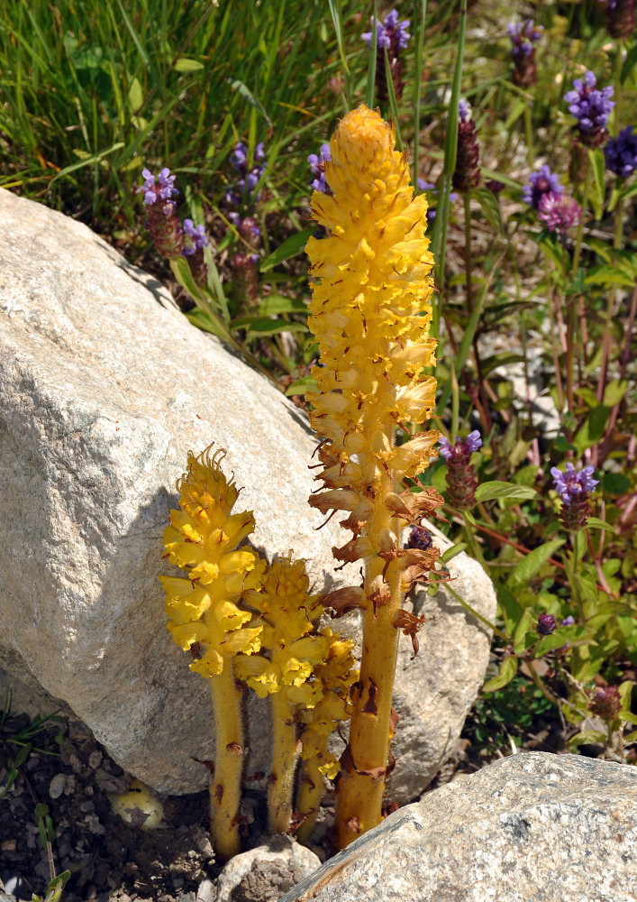 Image of Orobanche ingens specimen.