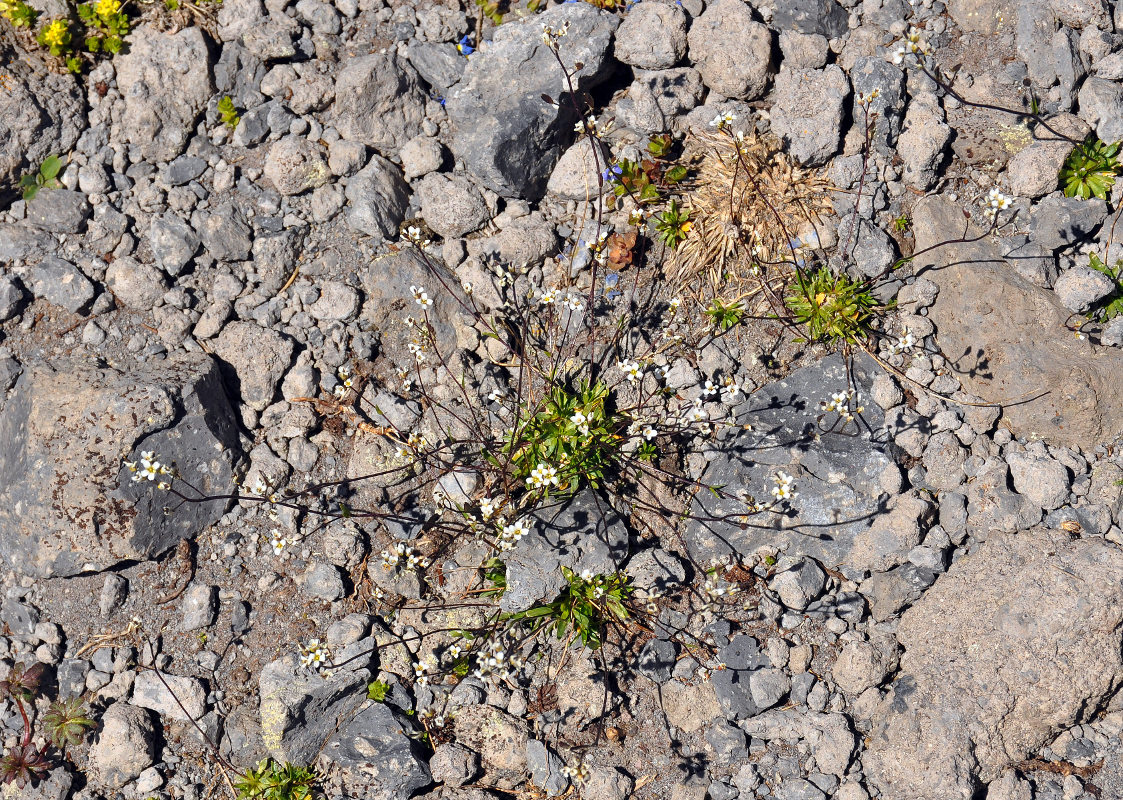 Image of Draba supranivalis specimen.