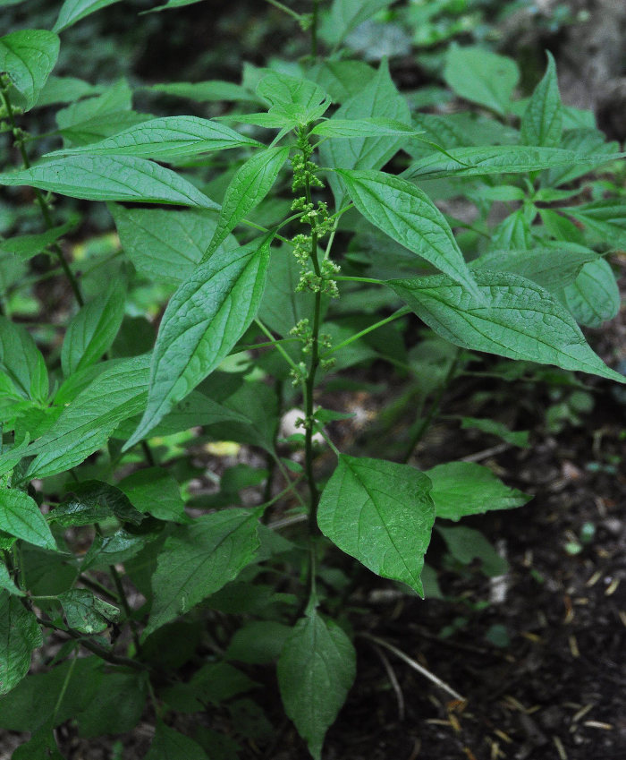 Image of Parietaria officinalis specimen.