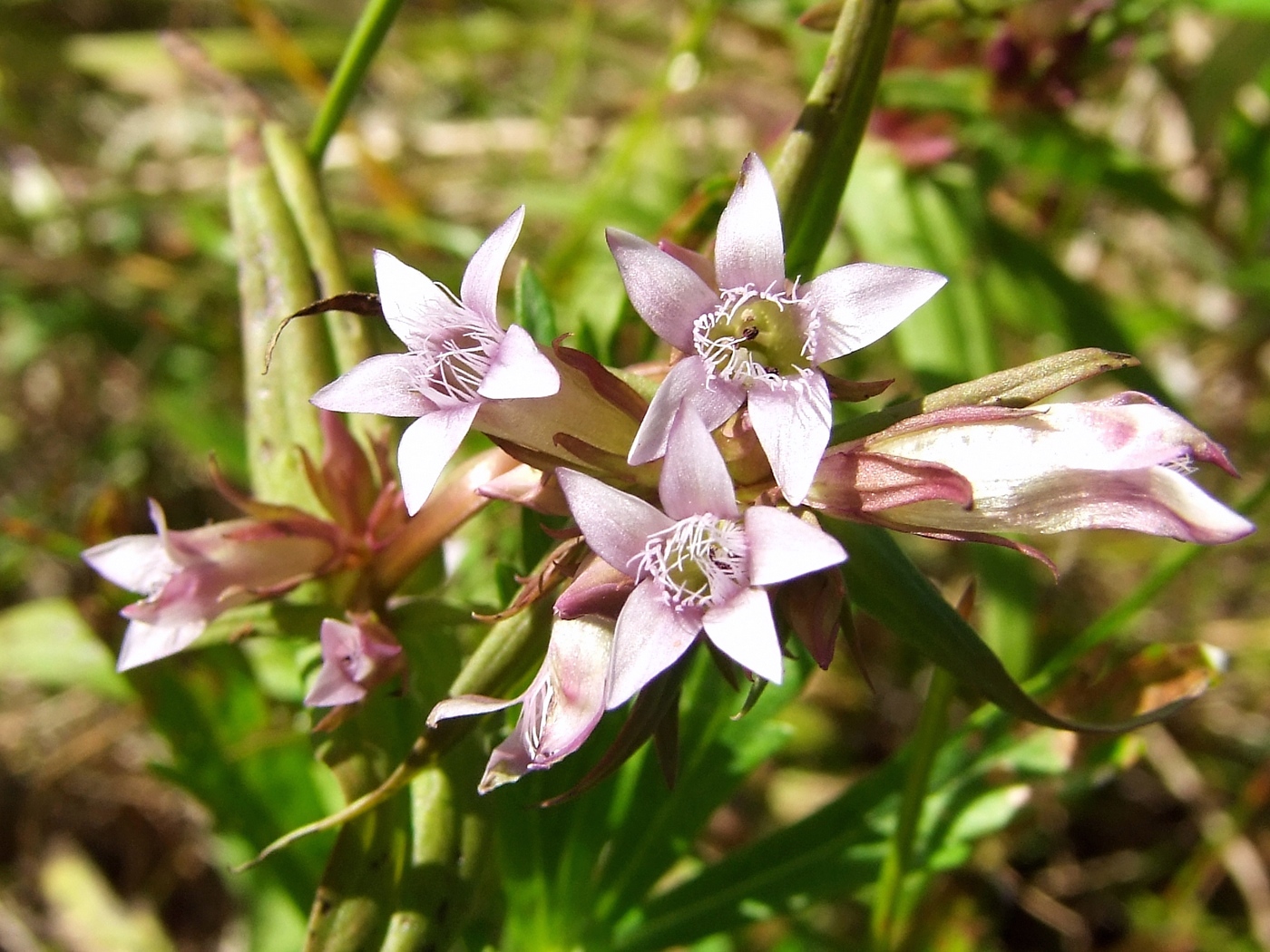 Изображение особи Gentianella acuta.