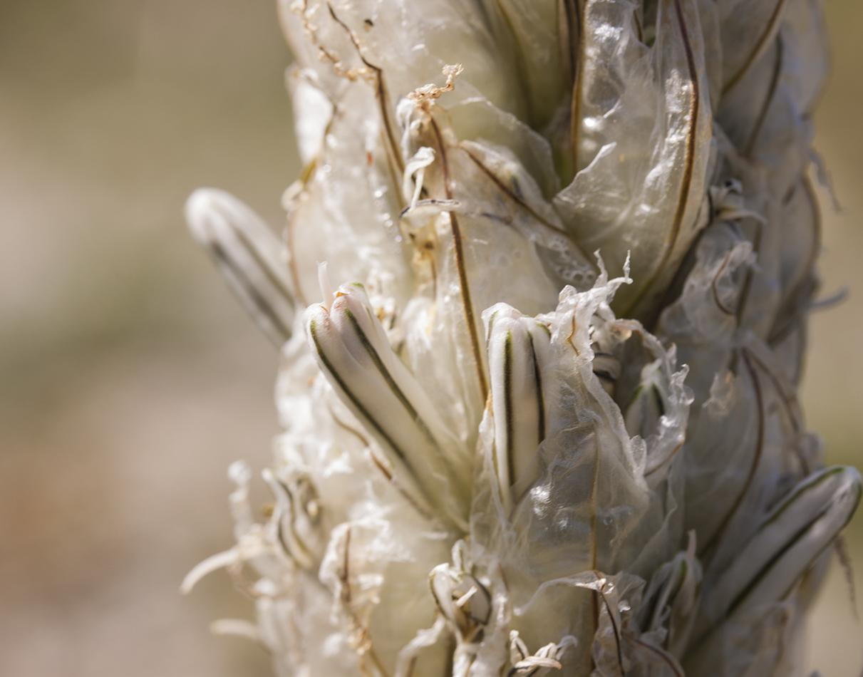 Image of Asphodeline taurica specimen.