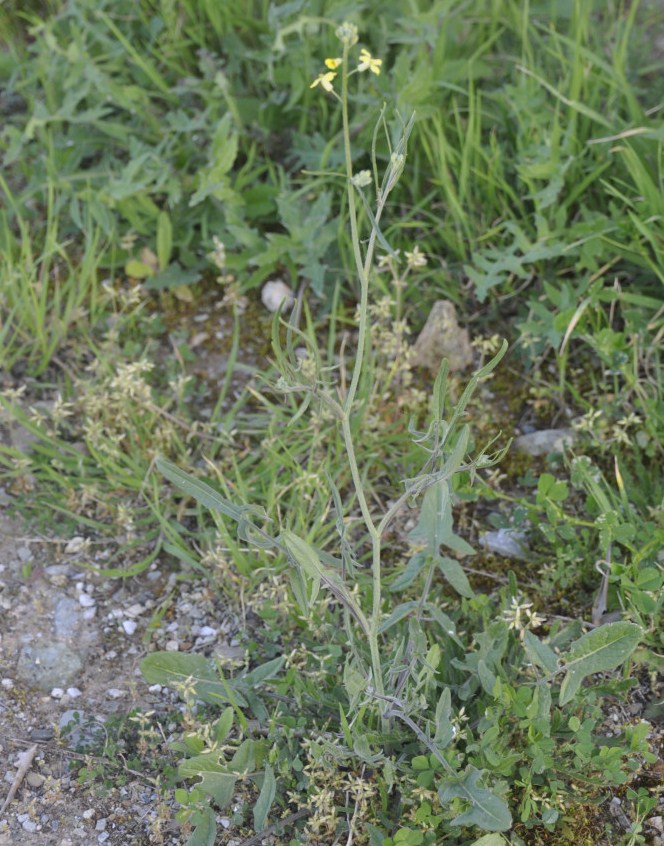 Image of Sisymbrium orientale specimen.