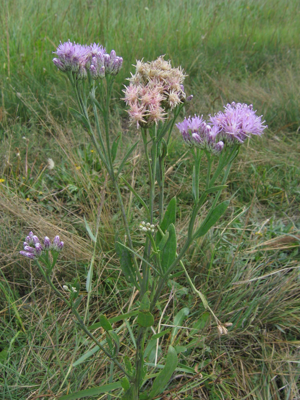 Image of Saussurea salsa specimen.