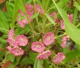 Смотреть изображение Kalmia angustifolia