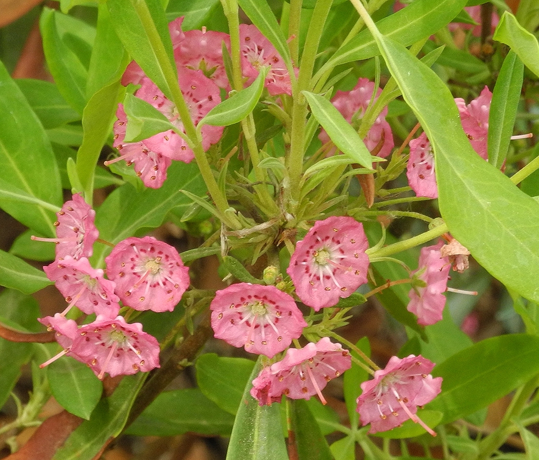 Изображение особи Kalmia angustifolia.