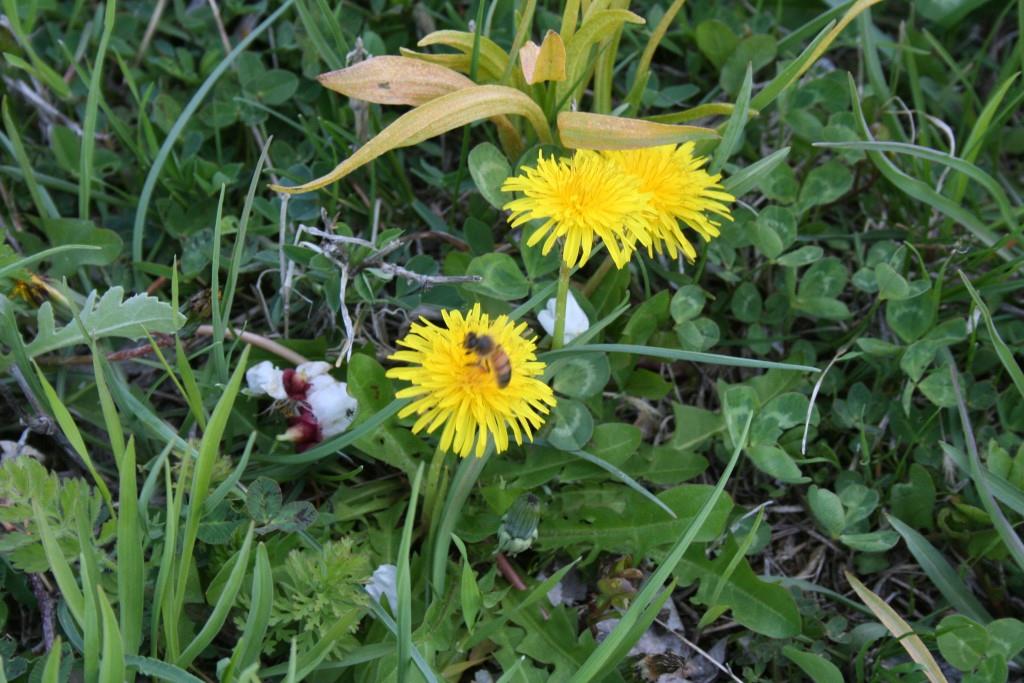 Изображение особи Taraxacum officinale.