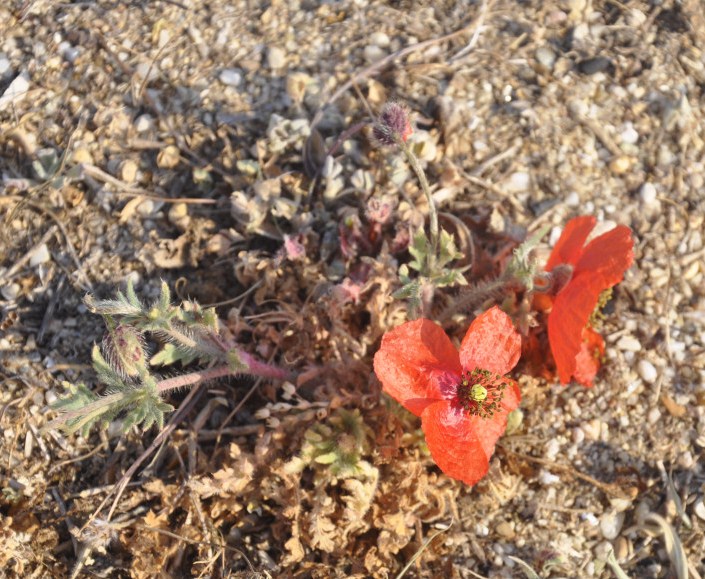 Изображение особи Papaver rhoeas.