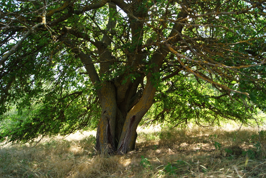 Image of Morus alba specimen.