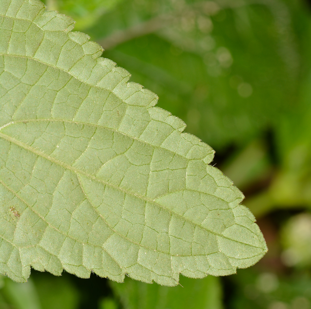 Image of Hyptis capitata specimen.