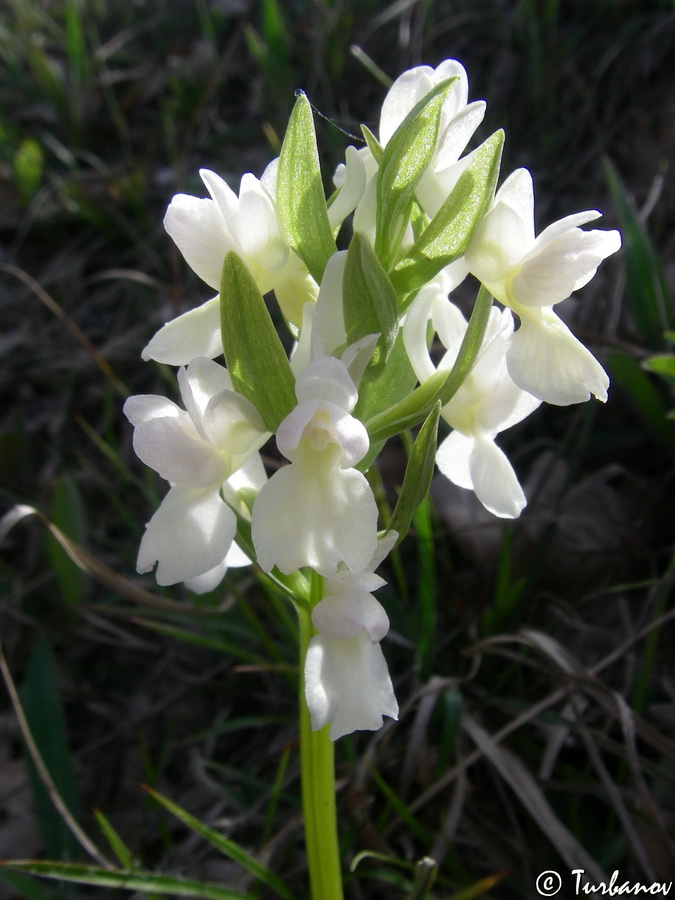 Изображение особи Dactylorhiza romana.