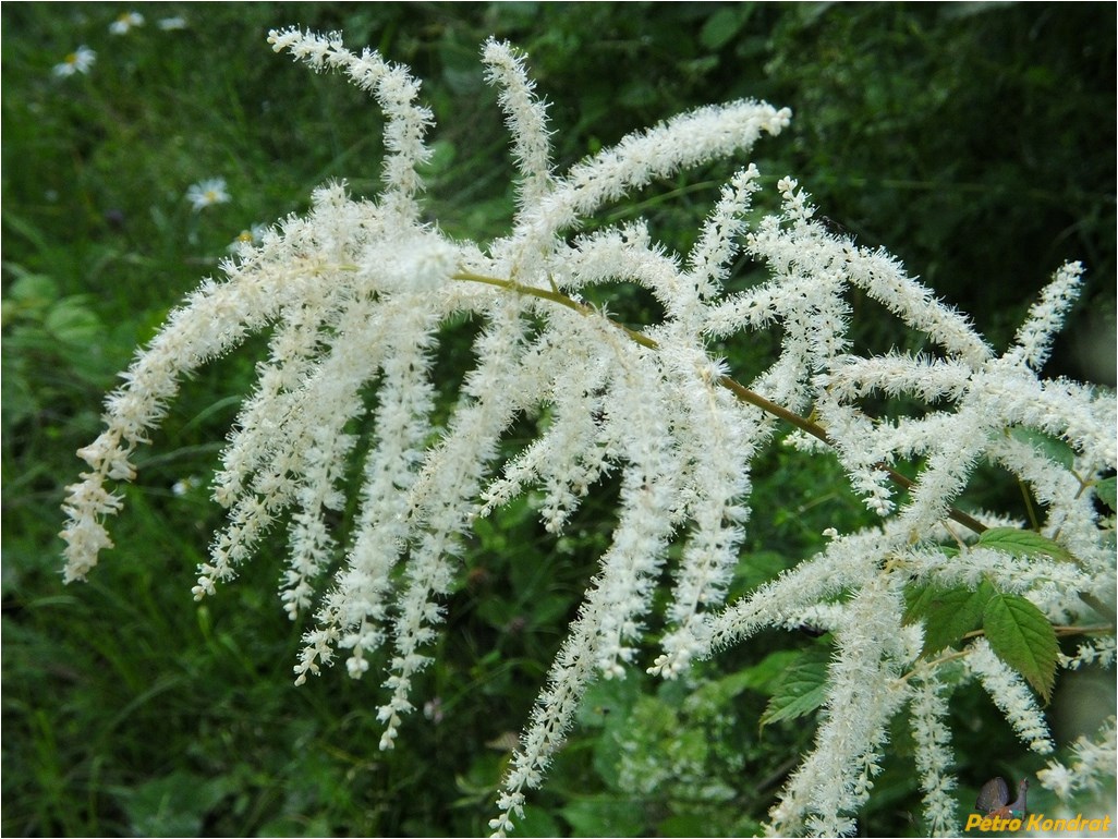 Image of Aruncus sylvestris specimen.