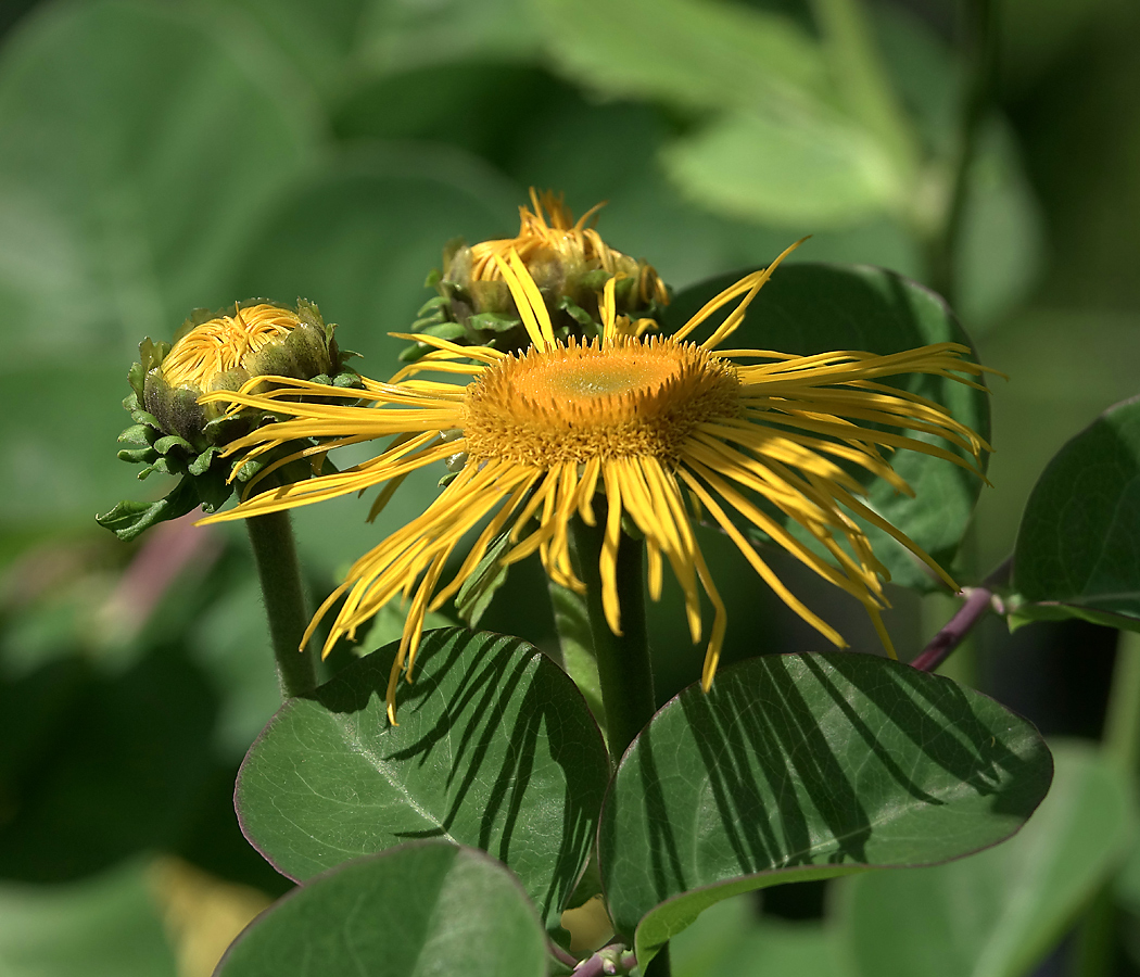 Image of Telekia speciosa specimen.