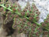 Woodsia ilvensis. Часть вайи с сорусами (вид снизу). Кабардино-Балкария, Эльбрусский р-н, долина р. Шхельда, ок. 2100 м н.у.м., в трещинах обломка скалы. 30.07.2017.