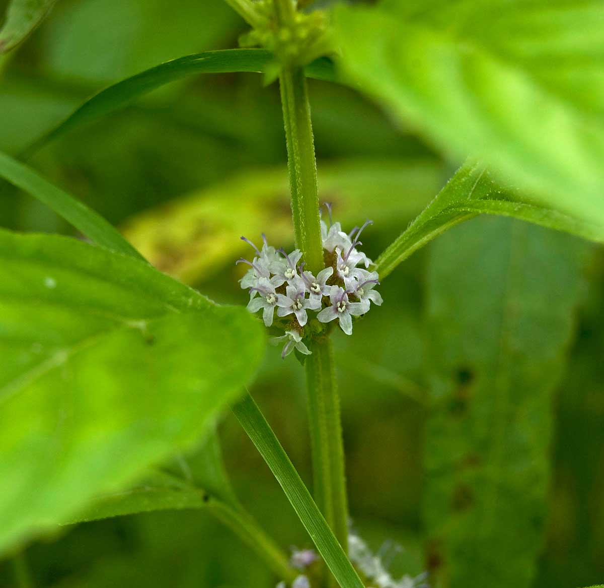 Image of Mentha arvensis specimen.