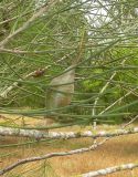 View full-size image Hakea orthorrhyncha