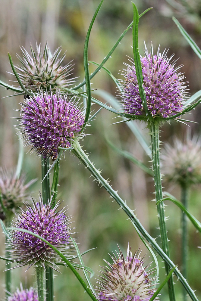 Image of Dipsacus fullonum specimen.