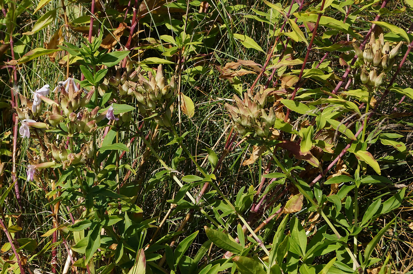 Изображение особи Saponaria officinalis.