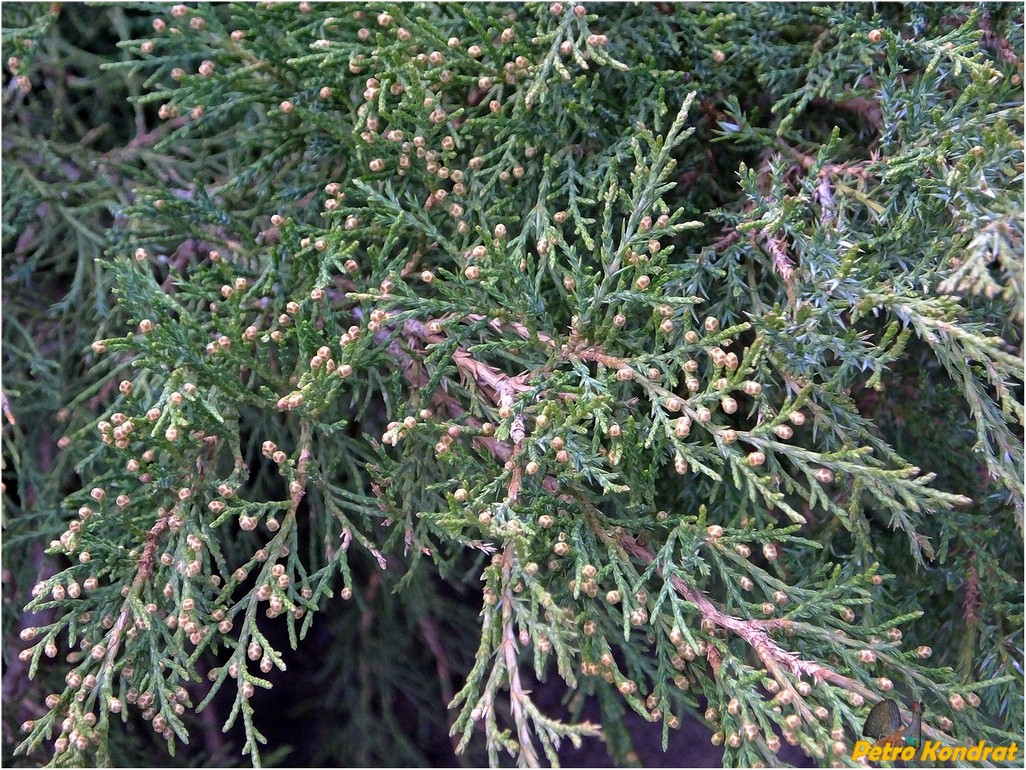 Изображение особи Juniperus sabina.