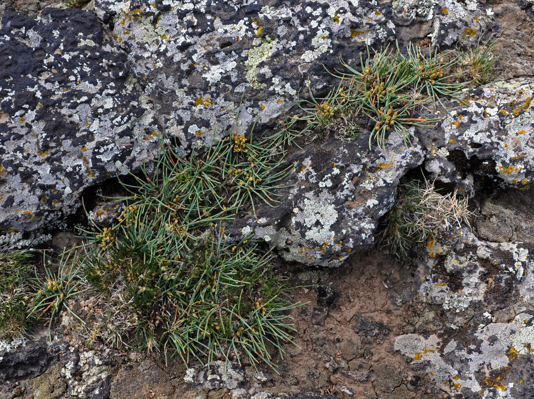 Image of Ephedra monosperma specimen.