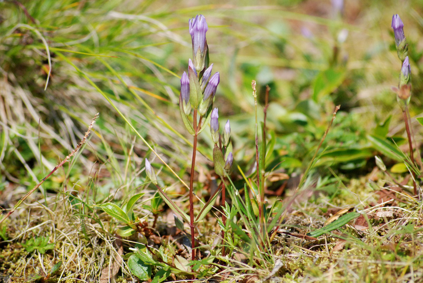 Изображение особи Gentianella propinqua.