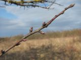 Malus orientalis