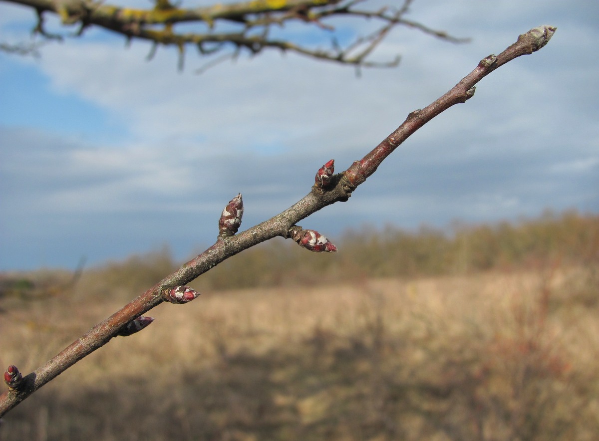 Изображение особи Malus orientalis.