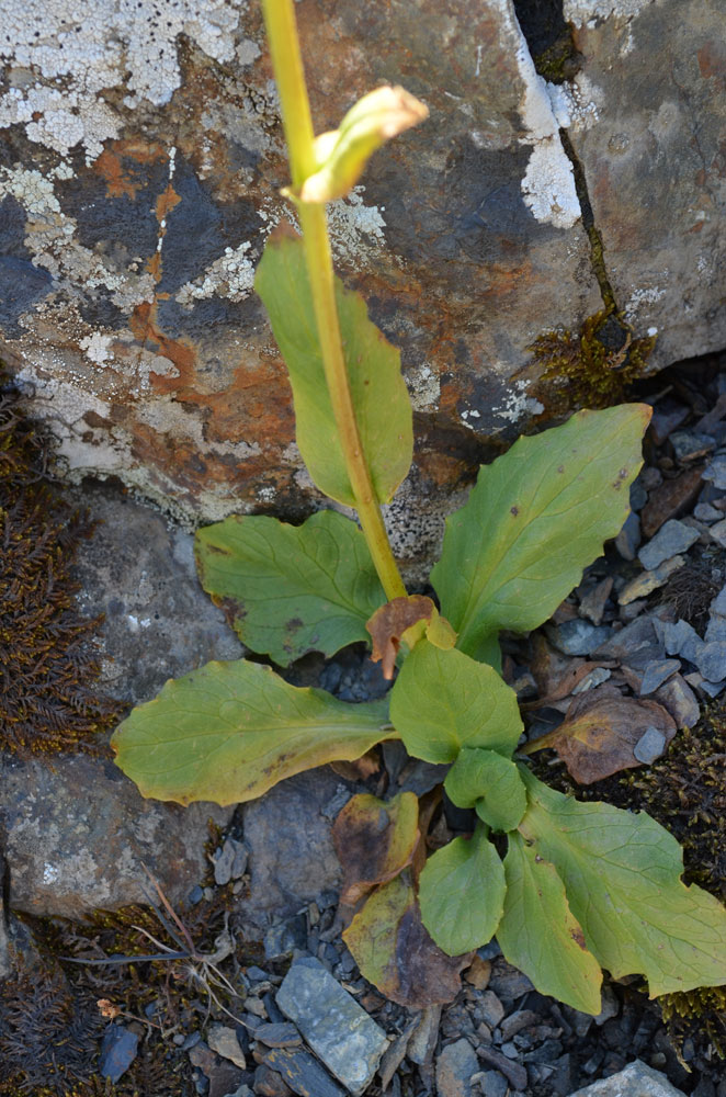 Image of Doronicum oblongifolium specimen.