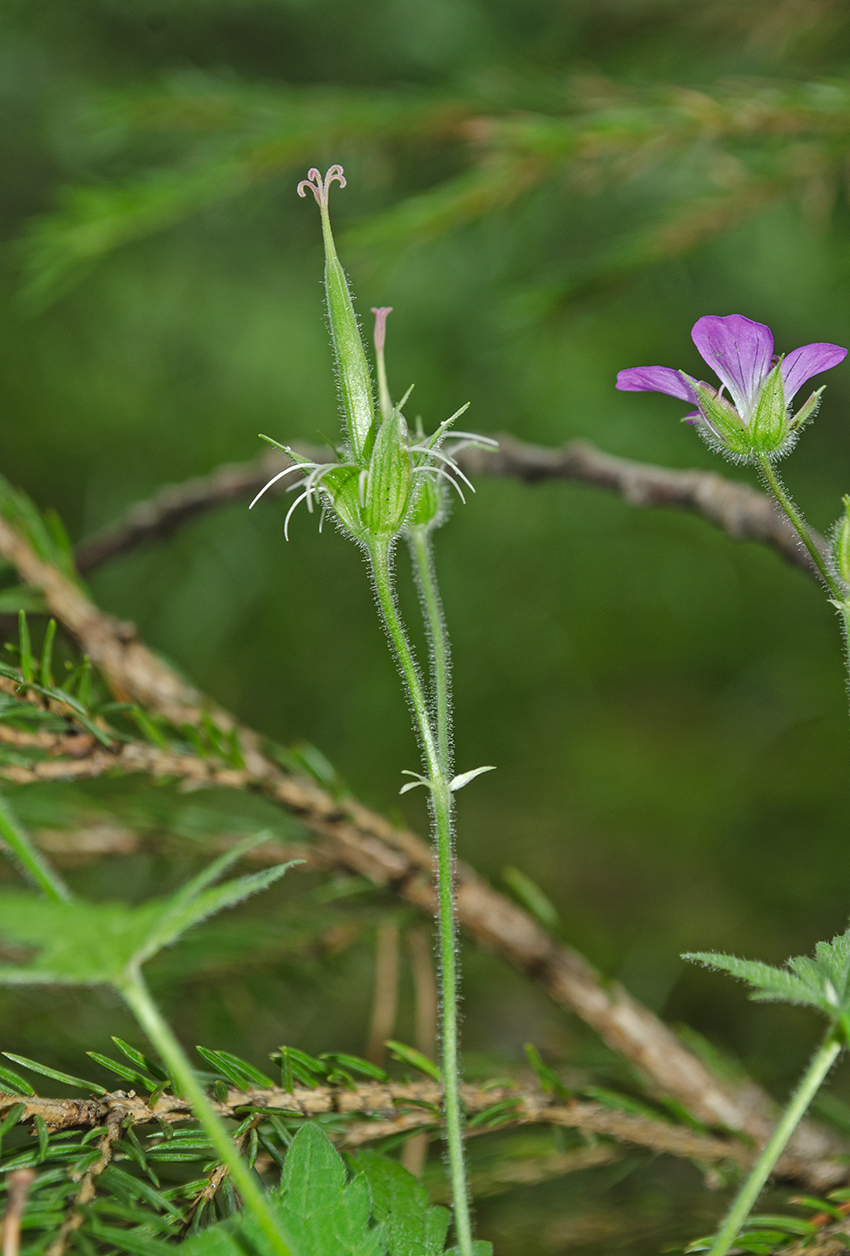 Image of Geranium sylvaticum specimen.