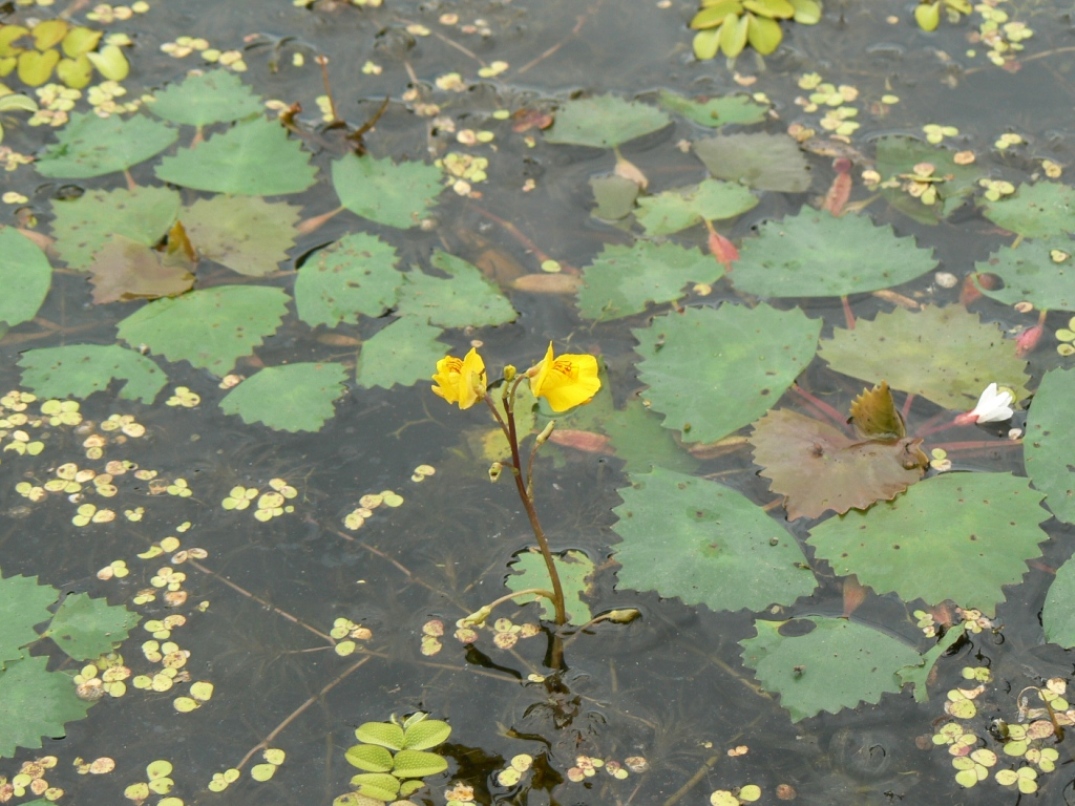 Изображение особи Utricularia macrorhiza.